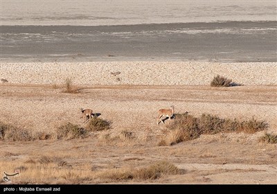 سرشماری پستانداران در جزایر پارک ملی دریاچه ارومیه