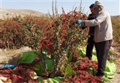حمایت از تولید با تضمین خرید و توجه به تولیدات شهرستانی ضروری است