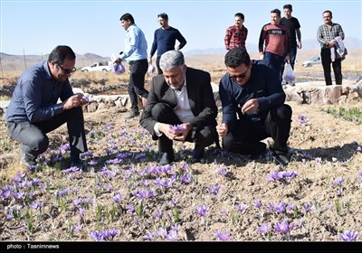 ششمین جشنواره زعفران بهاباد؛ گامی برای برندسازی طلای سرخ