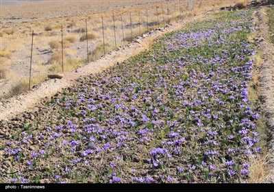 ششمین جشنواره زعفران بهاباد؛ گامی برای برندسازی طلای سرخ