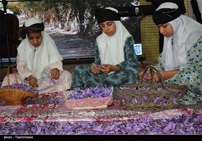 ششمین جشنواره زعفران بهاباد؛ گامی برای برندسازی طلای سرخ