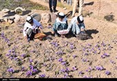ششمین جشنواره زعفران بهاباد؛ گامی برای برندسازی طلای سرخ