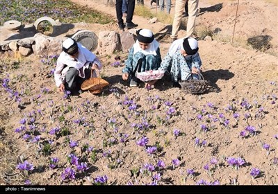 ششمین جشنواره زعفران بهاباد؛ گامی برای برندسازی طلای سرخ