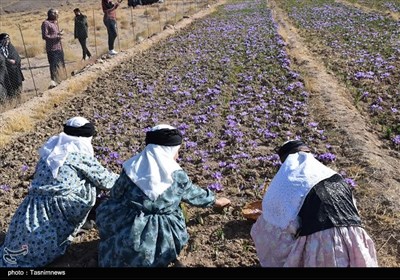 یزد| ششمین جشنواره زعفران بهاباد