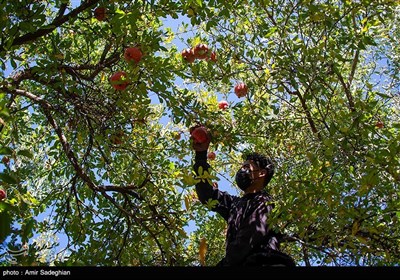 برداشت انار از باغات شهرستان نی ریز و ایج فارس