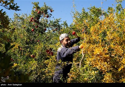 برداشت انار از باغات شهرستان نی ریز و ایج فارس