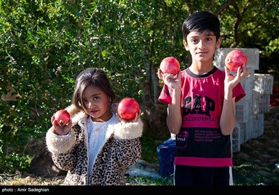 Pomegranate Harvested in Southern Iran