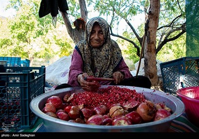 برداشت انار از باغات شهرستان نی ریز و ایج فارس