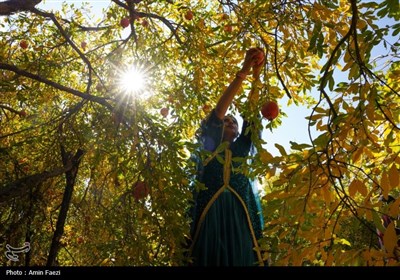 برداشت یاقوت سرخ از انارستان‌های ایج