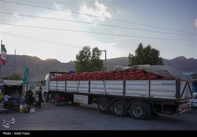 برداشت یاقوت سرخ از انارستان‌های ایج