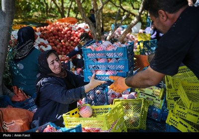 برداشت یاقوت سرخ از انارستان‌های ایج