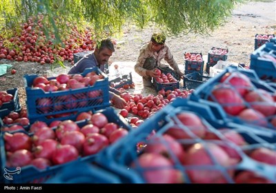 برداشت یاقوت سرخ از انارستان‌های ایج