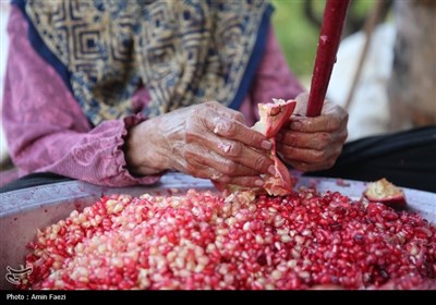 برداشت یاقوت سرخ از انارستان‌های ایج