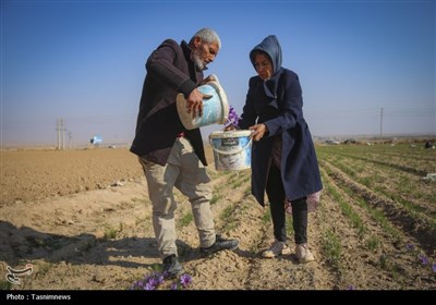 برداشت زعفران از مزارع خراسان شمالی