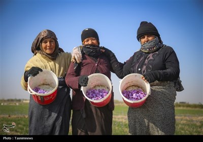 برداشت زعفران از مزارع خراسان شمالی