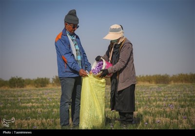 برداشت زعفران از مزارع خراسان شمالی