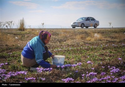 برداشت زعفران از مزارع خراسان شمالی