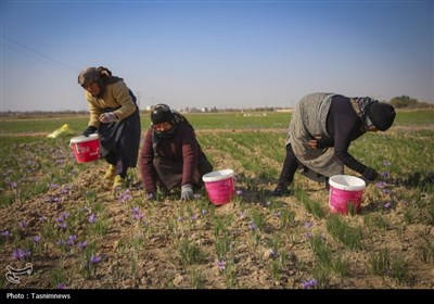 برداشت زعفران از مزارع خراسان شمالی