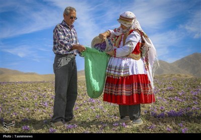 برداشت زعفران از مزارع خراسان شمالی