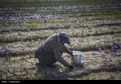 برداشت زعفران از مزارع خراسان شمالی