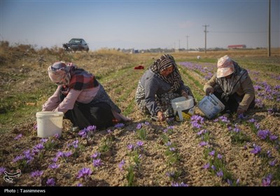 برداشت زعفران از مزارع خراسان شمالی