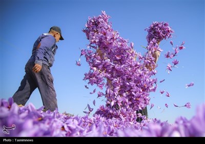 برداشت زعفران از مزارع خراسان شمالی