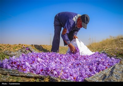 برداشت زعفران از مزارع خراسان شمالی