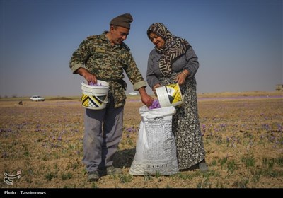 برداشت زعفران از مزارع خراسان شمالی