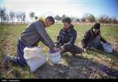 90 کیلوگرم طلای سرخ در بازار آتی بورس کالا دادوستد شد