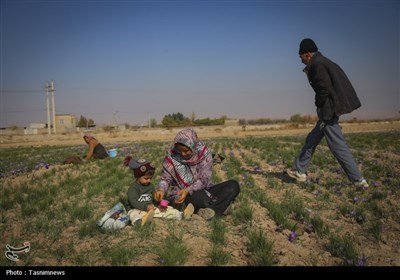 برداشت زعفران از مزارع خراسان شمالی