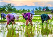 Study Reveals Factors Shaping Rice Farmers&apos; Attitudes toward Organic Agriculture