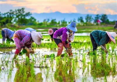 Study Reveals Factors Shaping Rice Farmers&apos; Attitudes toward Organic Agriculture