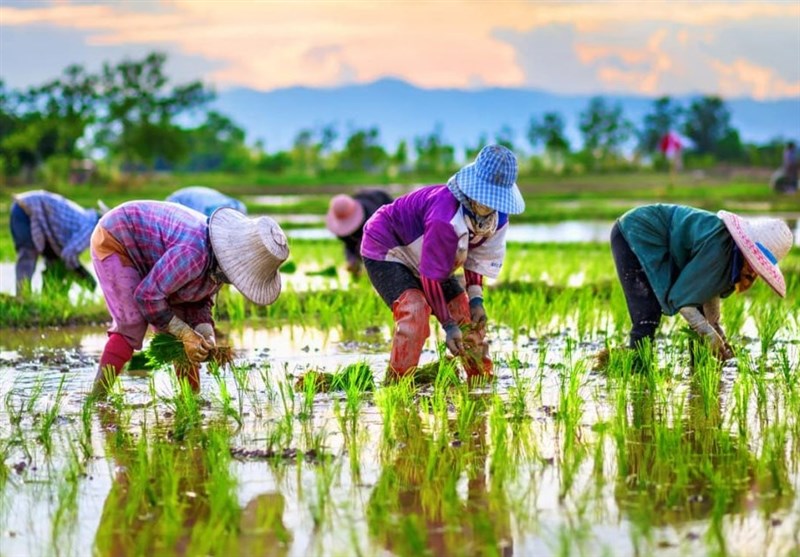 Study Reveals Factors Shaping Rice Farmers&apos; Attitudes toward Organic Agriculture