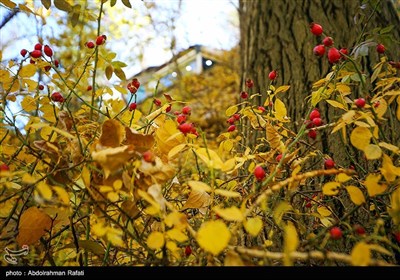 طبیعت پاییزی گنجنامه همدان