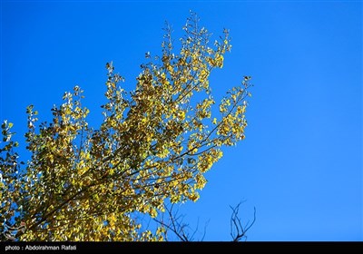 طبیعت پاییزی گنجنامه همدان