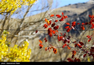 طبیعت پاییزی گنجنامه همدان