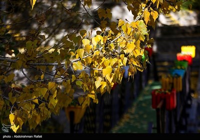 طبیعت پاییزی گنجنامه همدان