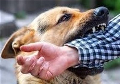 انسان،حيوان،پيشگيري،سلامت،هاري،مشترك،بيماري،اميري،منتقل،مراج ...