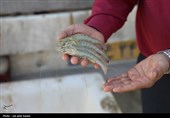 چرا سیستان و بلوچستان جایگاهی در پرورش میگو ندارد؟