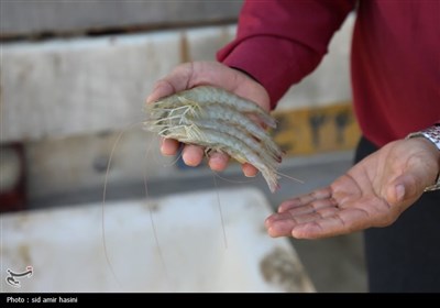 خسارت 50 درصدی به مزارع پرورش میگو استان بوشهر