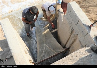 خسارت 50 درصدی به مزارع پرورش میگو استان بوشهر