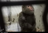 زنده‌گیری میمون سرگردان در زنجان