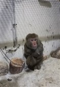 زنده‌گیری میمون سرگردان در زنجان