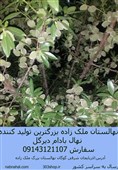 پربارترین و دیرگل ترین نهال بادام خوشه ای در ایران