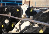 قطب تأمین 10 درصد شیر تهران درگیر با بحران تداوم تولید