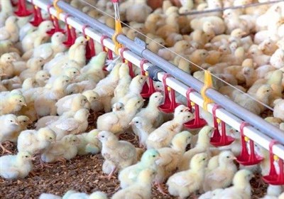 استان،مرغ،سمنان،توليد،تأمين،عادل،گوشت،قطعه،پرورش