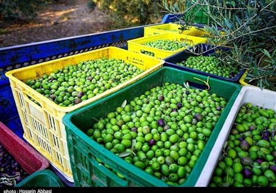 برگزاری آیین شکرگزاری و جشنواره زیتون در لرستان