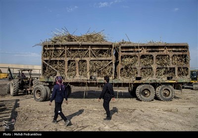 بازدید خبرنگاران از کشت و صنعت نیشکر هفت تپه