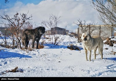 بارش برف در روستای لیقوان - تبریز