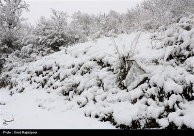 بارش برف در اشکورات گیلان